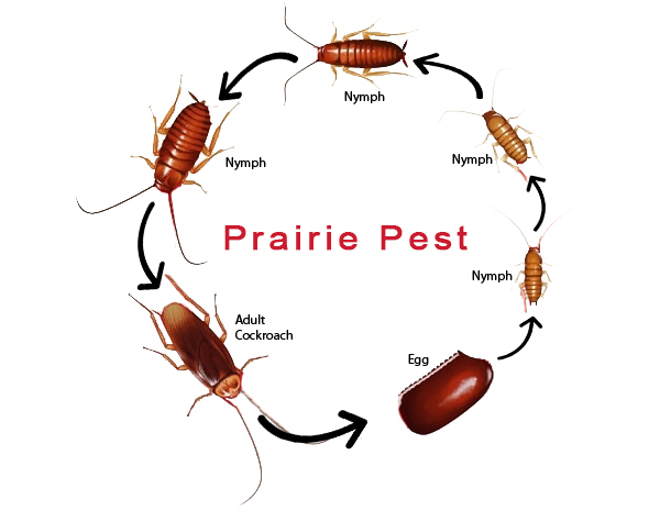 Life cycle of Cockroach